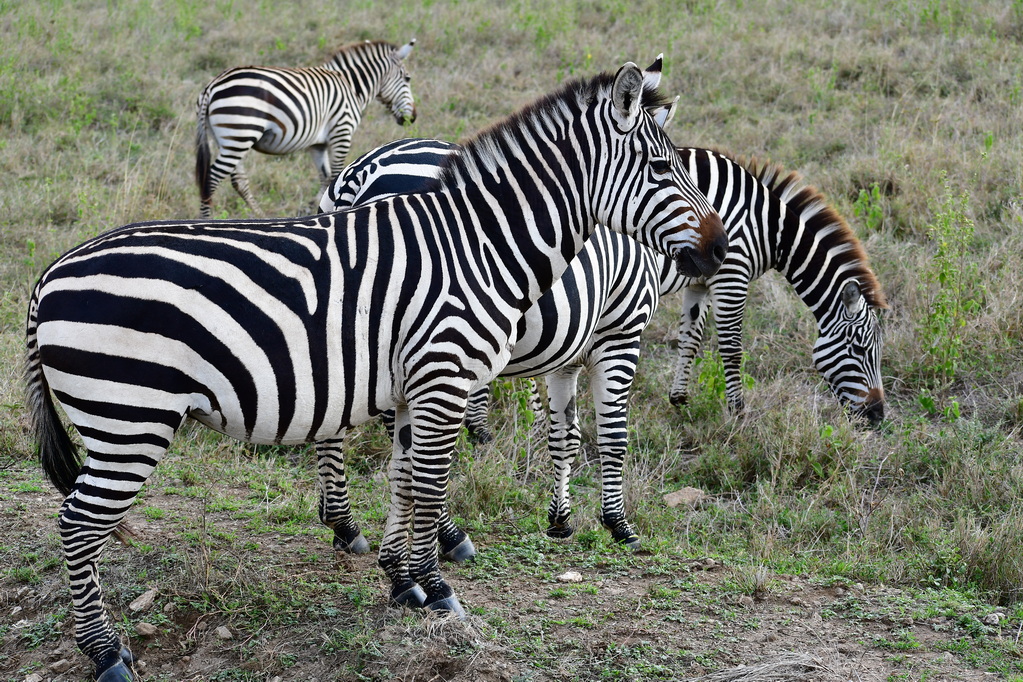 Nairobi National Park